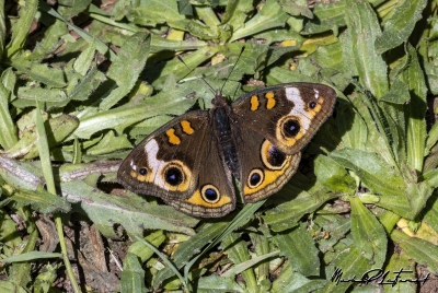 Buckeye Butterfly April 2024